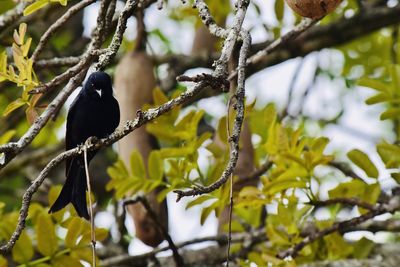 Low angle view of bird perching on tree