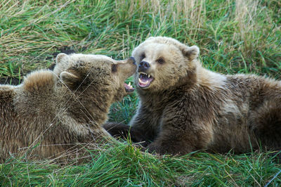 Two bear cubs fighting