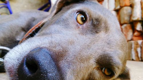 Close-up portrait of a dog