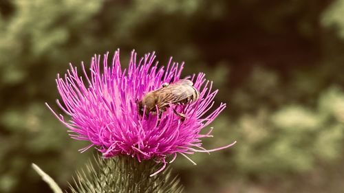 Close-up of insect on pink thistle flower