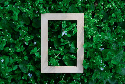 Wooden empty frame on green leaves natyre background, free space