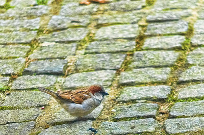 Bird on cobblestone