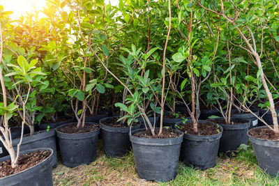 Potted plants