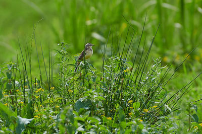 grass