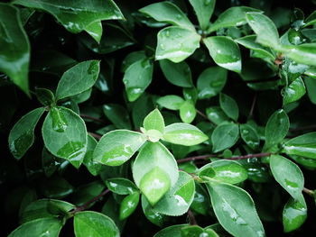 Full frame shot of wet leaves