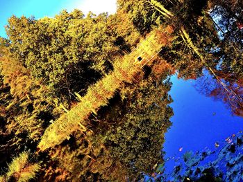 Low angle view of trees against blue sky