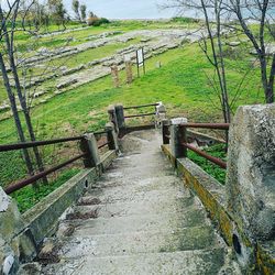 Boardwalk amidst trees in farm