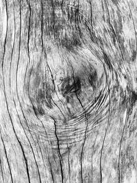 Full frame shot of tree trunk