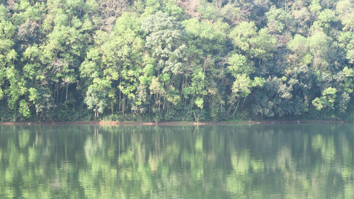 Scenic view of lake in forest