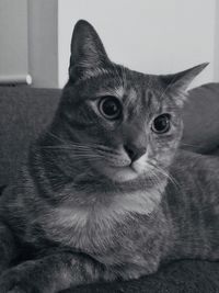 Close-up portrait of a cat at home