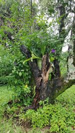 Close-up of tree trunk