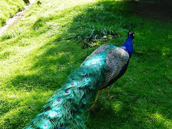 Peacock in a field