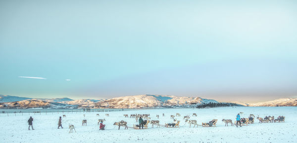 People and animals on snow against sky during sunset