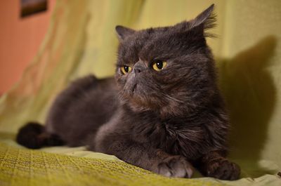 Portrait of cat relaxing on bed at home