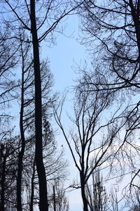 Low angle view of silhouette tree against sky