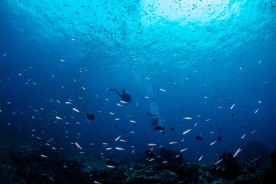 Low angle view of fish underwater