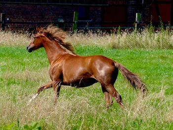 Horse on field