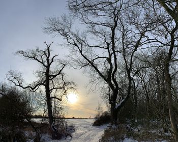 Bare trees against sky during sunset