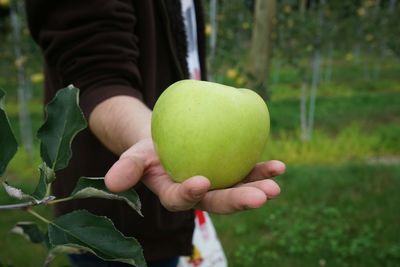 Close-up of man holding apple