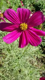 Close-up of pink flower