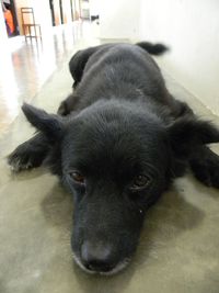 Close-up of a dog resting