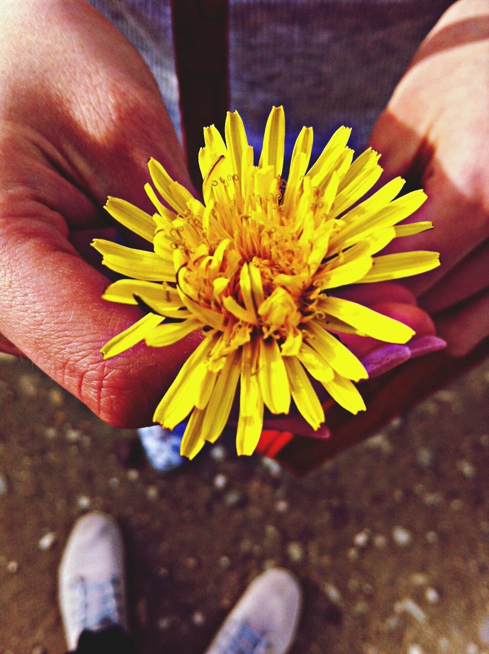 flower, petal, yellow, fragility, flower head, person, part of, single flower, freshness, close-up, cropped, holding, low section, unrecognizable person, pollen, personal perspective, focus on foreground