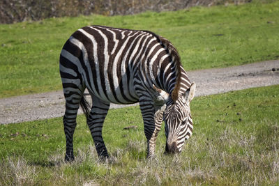 Zebra standing on a field