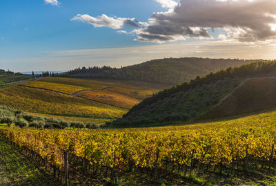 Scenic view of agricultural field against sky