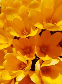 Full frame shot of yellow tulips