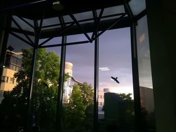 Birds flying over buildings seen through glass window