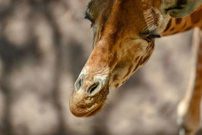 Close-up of a giraffe