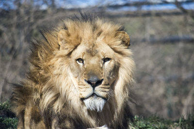 Close-up portrait of a lion