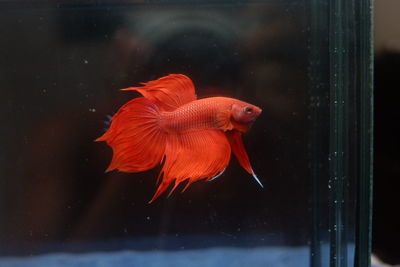 Red betta fish