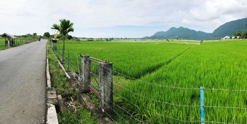 Scenic view of agricultural field against sky