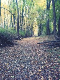 Sunlight falling on autumn trees in forest