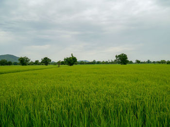 Scenic view of agricultural field against sky