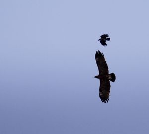 Low angle view of eagle flying in sky