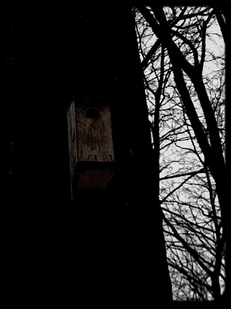 low angle view, built structure, architecture, abandoned, building exterior, bare tree, tree, obsolete, damaged, old, silhouette, clear sky, window, dark, building, branch, run-down, no people, sky, night