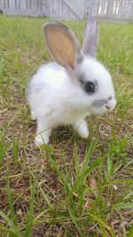 Dog standing on grassy field