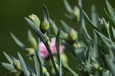 Close-up of buds growing outdoors