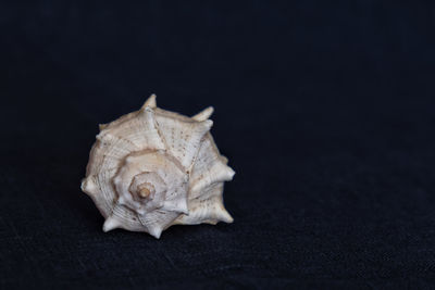 Close-up of a shell over black background