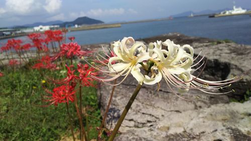 Red flowers blooming at sea shore