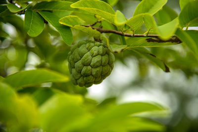 Close-up of berries growing on plant