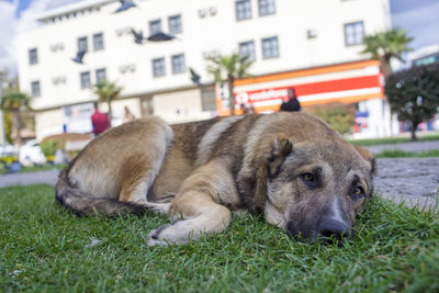 Close-up of cat on grass
