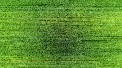 Full frame shot of green grass