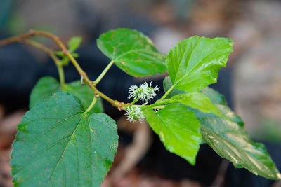 Close-up of green leaf