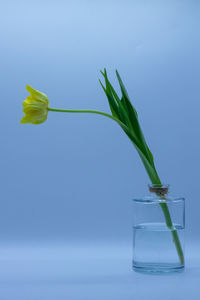 Close-up of flower vase against blue background