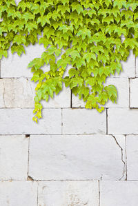 Close-up of ivy growing on wall