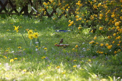 Yellow flowers blooming in field