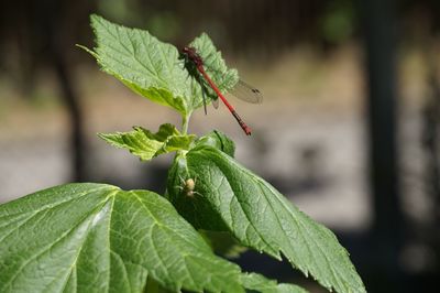 Close-up of insect on leaf